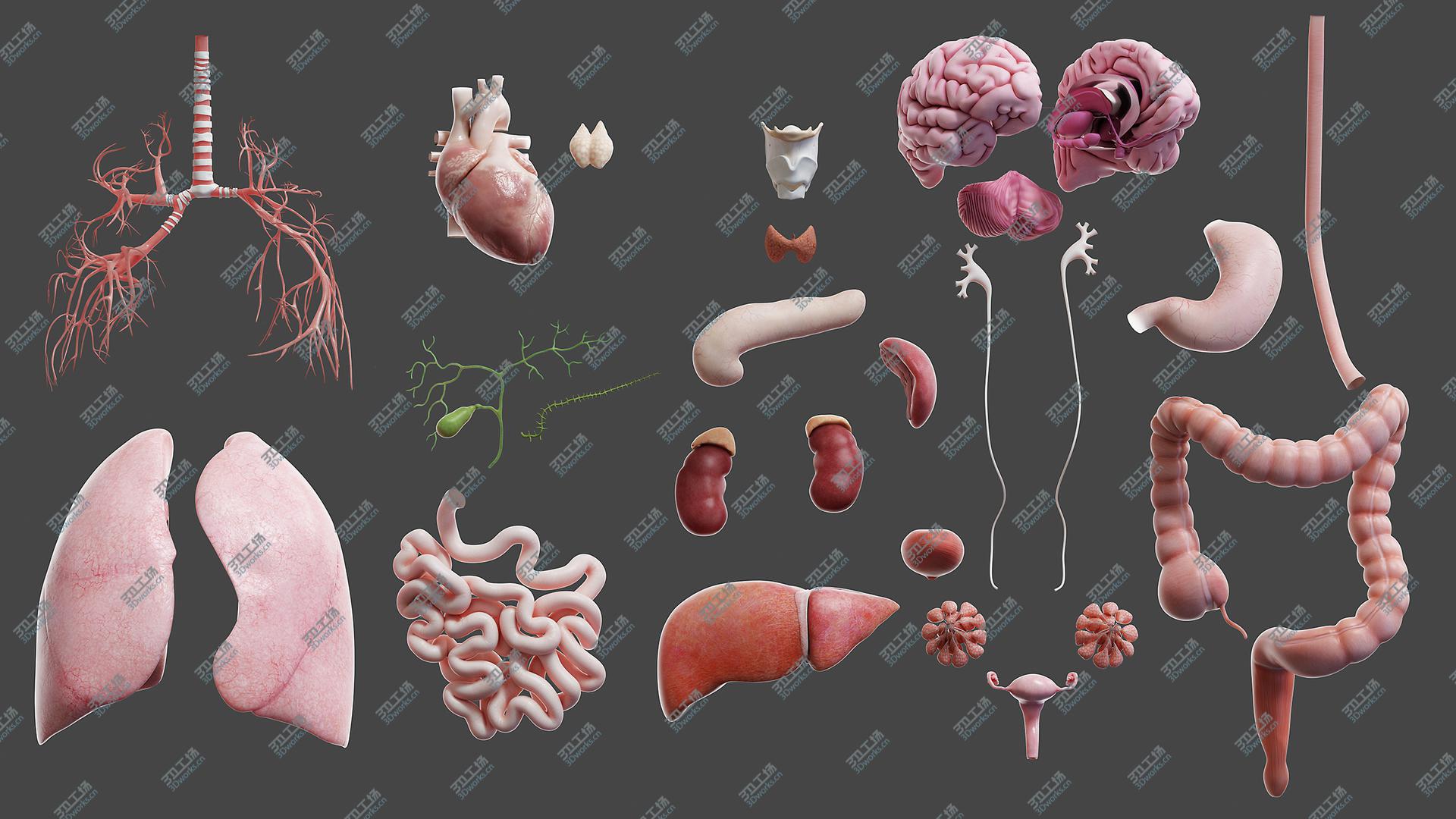 images/goods_img/20210113/Full Male And Female Anatomy Set Maya Rigged 3D model/2.jpg